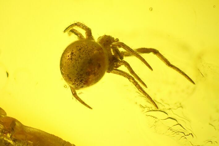 Detailed Fossil Spider (Araneae) in Baltic Amber #163459